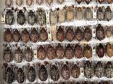a lot of beetles that are on display in a glass case
