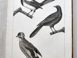 two birds sitting on a tree branch in an open book