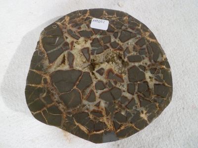 a turtle shell that is sitting on a white surface