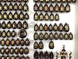 a lot of bugs that are on display in a box
