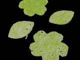 four pieces of green leaf on a black background