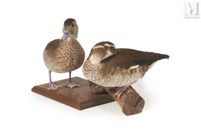 deux canards qui se tiennent debout sur un morceau de bois