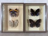 trois papillons encadrés dans une vitrine accrochée au mur