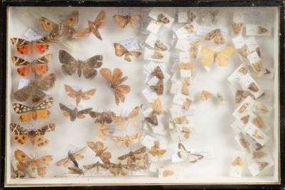 un cadre-vitrine contenant de nombreux papillons