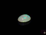 an oplite in the dark with its reflection on the surface