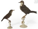 deux oiseaux posés sur un socle blanc, sur fond blanc