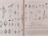 an open book with illustrations of plants and animals