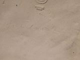 a picture of a sand sculpture of a horse on the beach