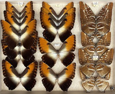 several different types of butterflies are displayed in a display case
