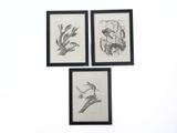 trois dessins d'oiseaux encadrés, accrochés à un mur blanc dans des cadres noirs