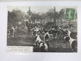 a picture of a herd of cattle grazing in a field