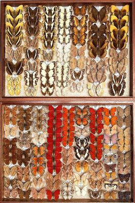 an image of a display case filled with lots of different types of insects