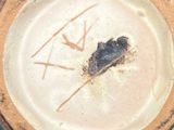 a close up of a glass jar with a bird on it