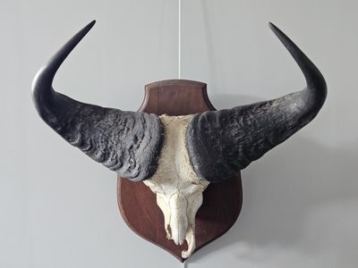a bull skull mounted on the wall of a room