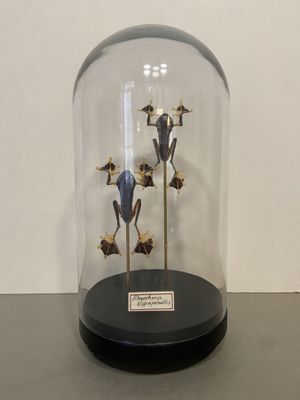 a glass clochet with a bunch of flowers inside of it