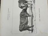 an old book with a picture of a horse on it