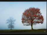 photograph of two trees in a foggy field with a blue sky in the background