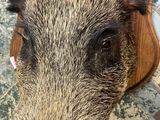 a boar head mounted on the wall of a kitchen