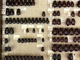 a lot of beetles that are on display in a display case