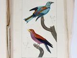 two birds that are sitting on the branches of a tree