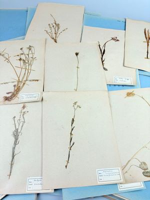tout un tas de plantes différentes sur la table