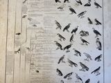 a lot of birds that are standing on a sheet of paper