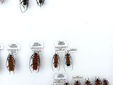 a lot of bugs that are on display in a glass case
