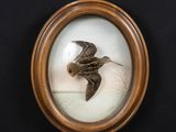 an image of a framed picture of a bird flying through the air