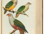 deux oiseaux perchés sur une branche d'arbre devant un livre ouvert