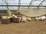 de nombreux moutons couchés dans la poussière