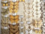 many different types of moths displayed in a display case