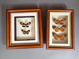 two framed butterflies in a wooden frame on a gray surface
