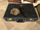 a cat laying on top of a suitcase next to a cat tail