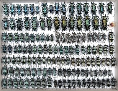 a picture of a picture of a collection of beetles