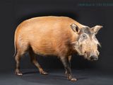 an image of a wild boar standing on a black background