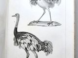 two birds that are standing next to each other