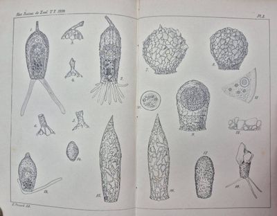 un livre ouvert sur lequel figurent des dessins de plantes et d'animaux