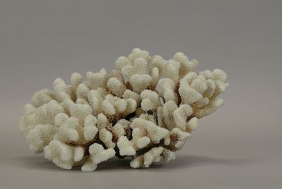 a close up of a small white coral on a gray surface