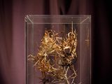 a glass box with a plant in it on a table