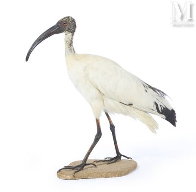 a white bird with a long beak standing on a rock