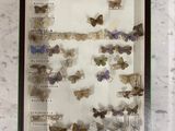 a picture of a display of butterflies in a glass case