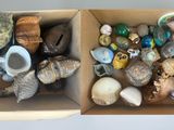 two boxes with shells in them on a table