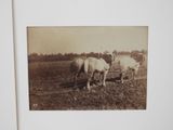 two horses that are pulling a plow in the field