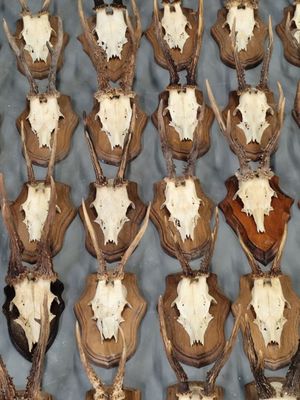 de nombreuses têtes de cerfs exposées sur une table