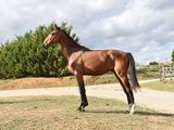 a horse that is standing in the grass by the road