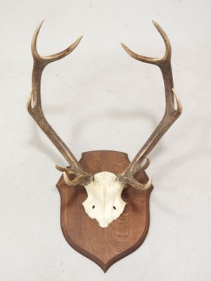 une image représentant une tête de cerf fixée sur une plaque en bois