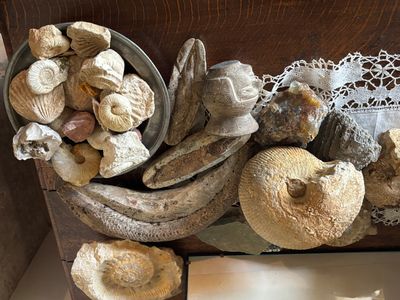 de nombreux types de champignons dans un saladier posé sur une table