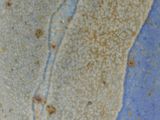a close up of a blue and white vase with a bird on it