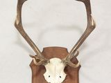 une image représentant une tête de cerf fixée sur une plaque en bois