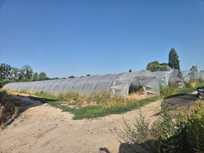 une grande serre au milieu d'un chemin de terre